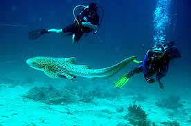 Krabi diving